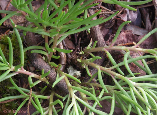 image of Phemeranthus teretifolius, Appalachian Fameflower, Appalachian Rock-pink, Rock Portulaca, Quill Fameflower