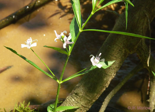 image of Justicia americana, American Water-willow