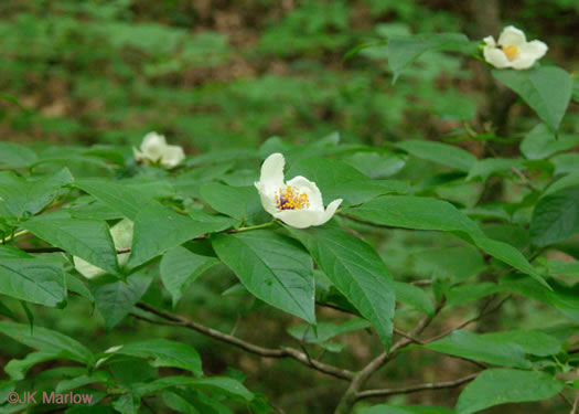 image of Stewartia ovata, Mountain Camellia, Mountain Stewartia