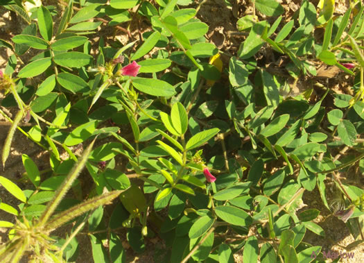 image of Tephrosia spicata, Spiked Hoary-pea, Brown-hair Tephrosia, Tawny Goat's Rue