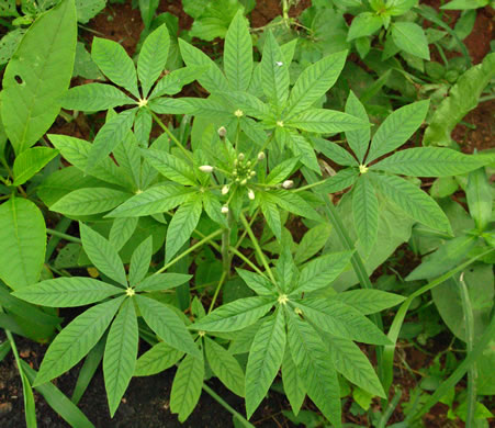 image of Tarenaya hassleriana, Cleome, Spiderflower, Pinkqueen