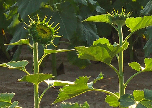 image of Helianthus annuus, Common Sunflower