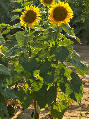 image of Helianthus annuus, Common Sunflower