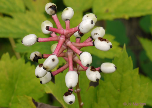 image of Actaea pachypoda, Doll's-eyes, White Baneberry, White Cohosh