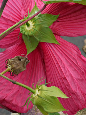 image of Hibiscus moscheutos, Swamp Rosemallow, Eastern Rosemallow, Wild Cotton