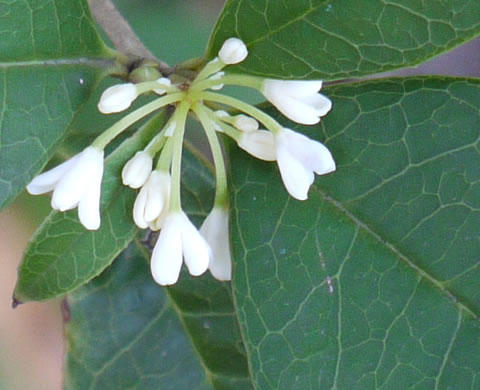 image of Osmanthus fragrans, Fragrant Tea Olive