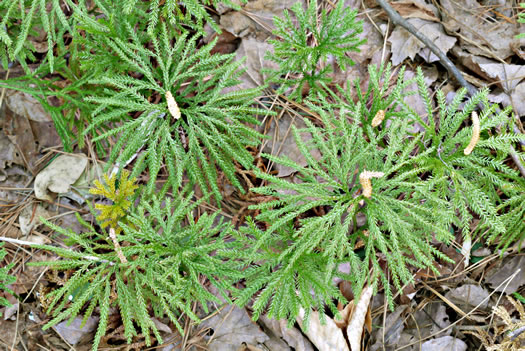 image of Dendrolycopodium obscurum, Flat-branched Tree-clubmoss, Common Ground-pine