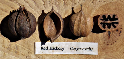 image of Carya ovalis, Red Hickory, Sweet Pignut Hickory