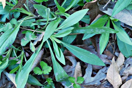 image of Symphyotrichum pilosum var. pilosum, Frost Aster, White Heath Aster