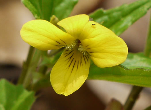 image of Viola glaberrima, Threepart Violet, Three-parted Yellow Violet
