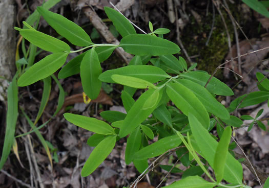 image of Hypericum frondosum, Golden St. Johnswort, Cedar Glade St. Johnswort