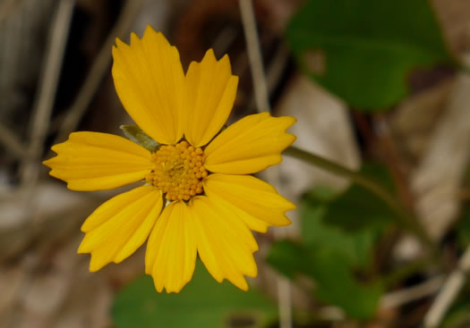 image of Coreopsis auriculata, Eared Coreopsis, Lobed Coreopsis, Eared Tickseed, Lobed Tickseed