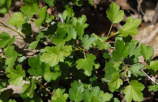 image of Ribes curvatum, Granite Gooseberry
