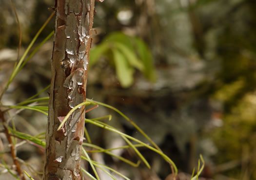 image of Hypericum frondosum, Golden St. Johnswort