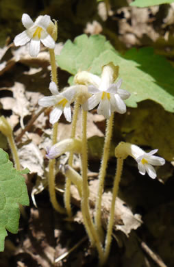 image of Aphyllon uniflorum, One-flowered Cancer-root, One-flowered Broomrape, Ghostpipe