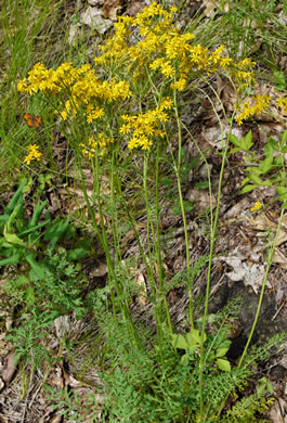 image of Packera millefolium, Blue Ridge Ragwort, Yarrowleaf Ragwort, Divided-leaf Ragwort