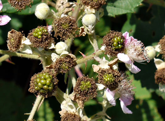 image of Rubus bifrons, European Blackberry, Himalayan Blackberry, Himalaya-berry
