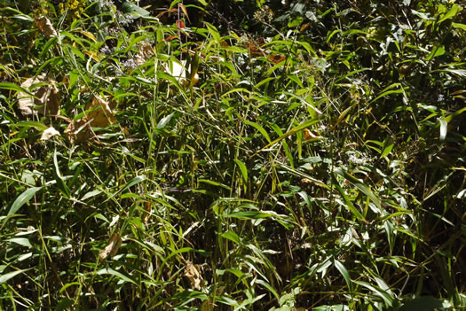 image of Dichanthelium clandestinum, Deer-tongue Witchgrass