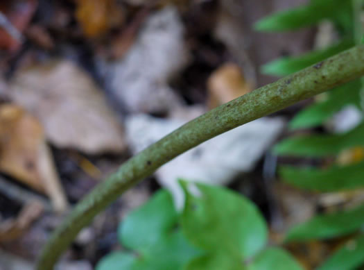 image of Actaea racemosa, Common Black Cohosh, Early Black Cohosh, Black Snakeroot