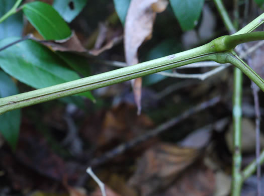 image of Actaea podocarpa, Mountain Black Cohosh, American Cohosh, Late Black Cohosh
