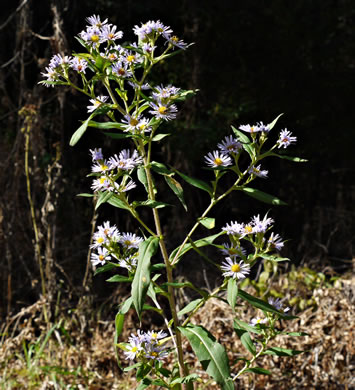 image of Symphyotrichum puniceum var. puniceum, Purplestem Aster, Swamp Aster