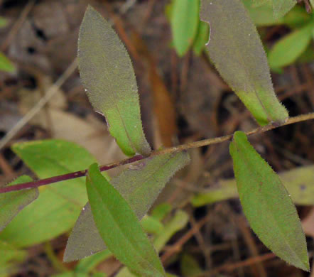 image of Symphyotrichum georgianum, Georgia Aster