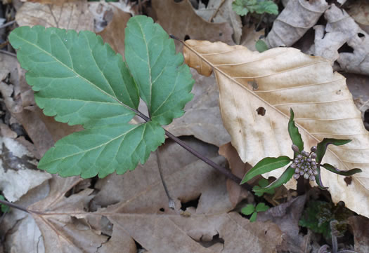 image of Cardamine angustata, Eastern Slender Toothwort