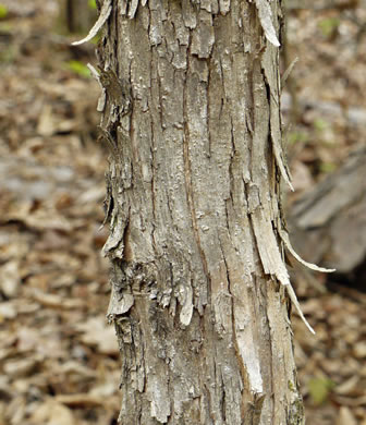 image of Ostrya virginiana, American Hop-hornbeam, Ironwood, Eastern Hop-hornbeam, Leverwood