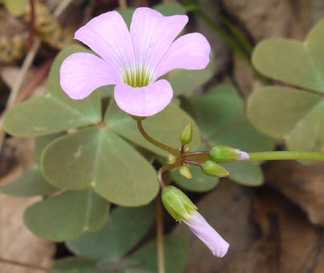 image of Oxalis violacea, Violet Wood-sorrel