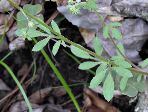 Smallflower Phacelia
