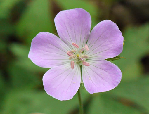 Five Petal Flower Names Best Flower Site