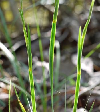 image of Sisyrinchium albidum, Pale Blue-eyed Grass, White Blue-eyed Grass