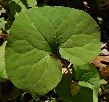 image of Asarum canadense, Common Wild Ginger, Canada Wild Ginger