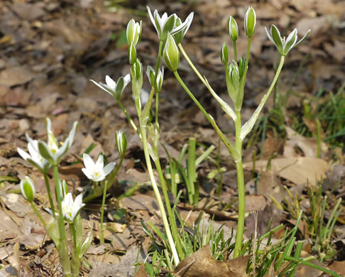 image of Ornithogalum umbellatum, Garden Star-of-Bethlehem, Snowflake, Nap-at-noon