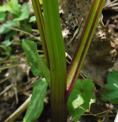 image of Arnoglossum reniforme, Great Indian-plantain