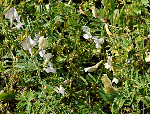 image of Vicia grandiflora, Bigflower Vetch, Large Yellow Vetch
