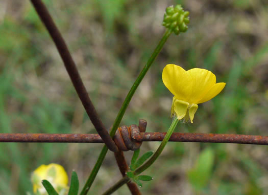 image of Ranunculus bulbosus, Bulbous Buttercup