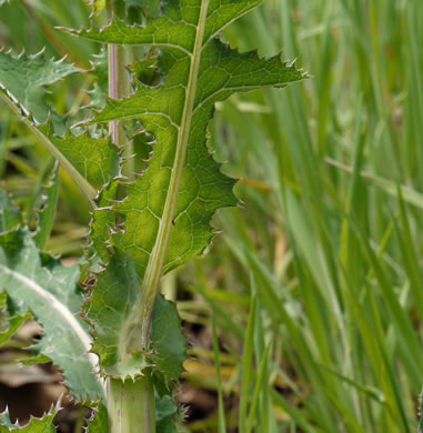 Sonchus asper, Prickly Sowthistle, Spiny-leaf Sowthistle