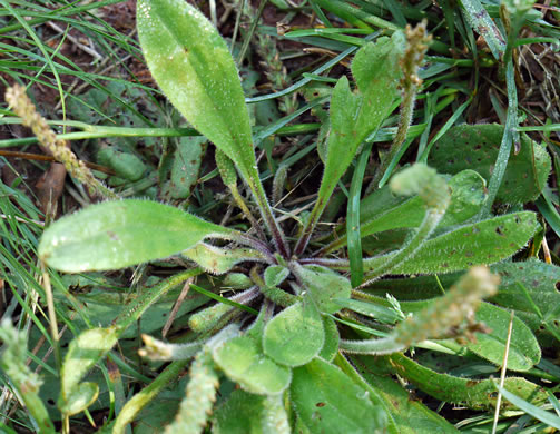 image of Plantago virginica, Virginia Plantain, Southern Plantain, Paleseed Plantain