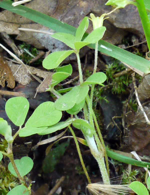 image of Oxalis corniculata, Creeping Lady's-sorrel