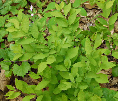 image of Nestronia umbellula, Nestronia, Conjurer's-nut, Leechbush
