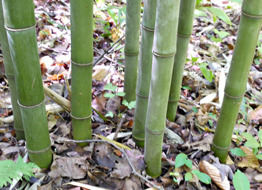 image of Phyllostachys aurea, Golden Bamboo, Fishpole Bamboo