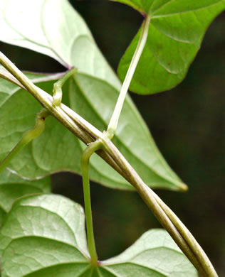 image of Dioscorea polystachya, Cinnamon Vine, Chinese Yam