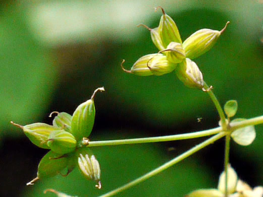 image of Thalictrum dioicum, Early Meadowrue