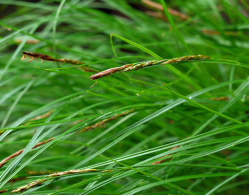 image of Carex misera, Wretched Sedge