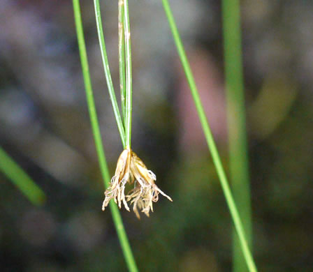 image of Trichophorum cespitosum, Deerhair Bulrush, Deergrass, Tufted Bulrush