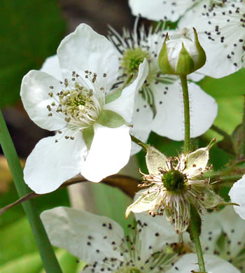 image of Rubus allegheniensis var. allegheniensis, Allegheny Blackberry