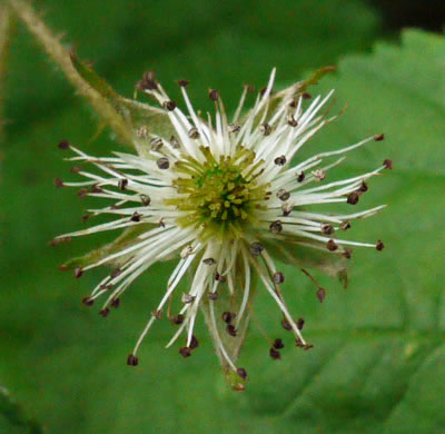 image of Rubus allegheniensis var. allegheniensis, Allegheny Blackberry