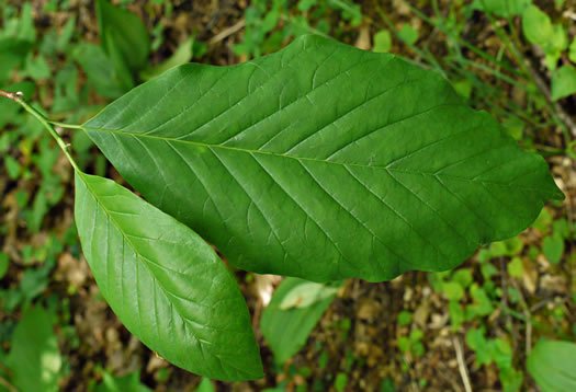 image of Magnolia acuminata var. acuminata, Cucumber Magnolia, Cucumber-tree