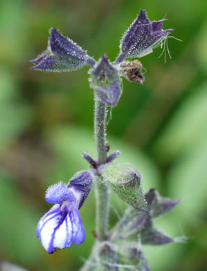 image of Salvia urticifolia, Nettleleaf Sage